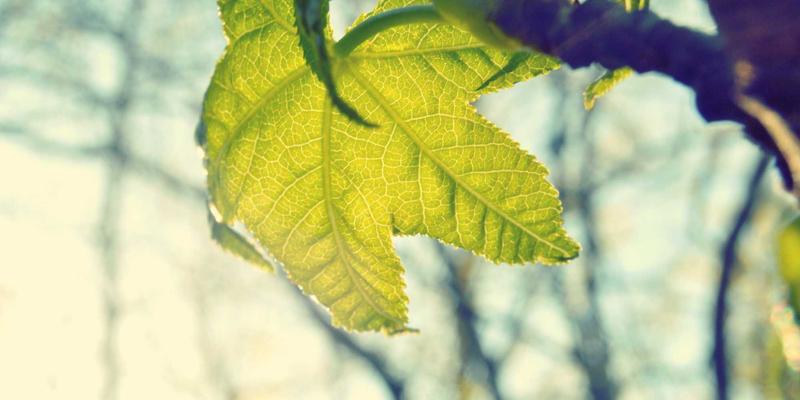 新视野咨询评测:如何通过领导力发展与运营优化驱动企业持续增长